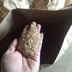 天日干しひとめぼれの画像