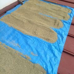 天日干しひとめぼれの画像