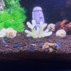 ブルーベルベットシュリンプの画像