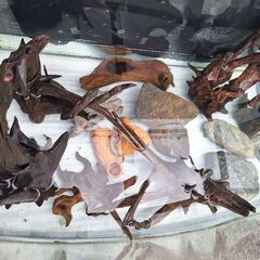 900水槽、流木、石の画像