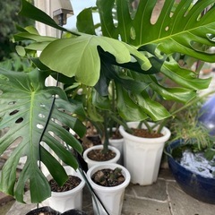観葉植物 モンステラの画像