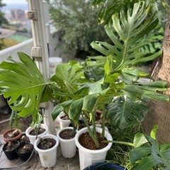 観葉植物 モンステラの画像