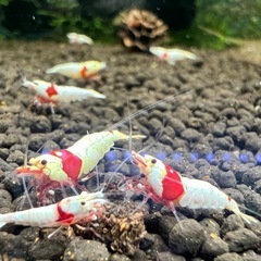 有名ブランド
レッドビーシュリンプ モスラ の画像