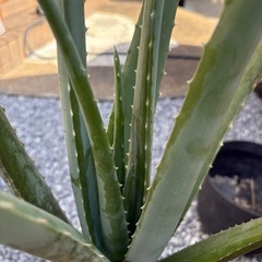 アロエベラの画像