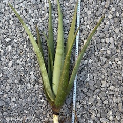 アロエベラの画像