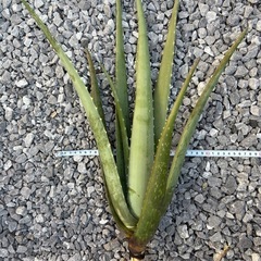 アロエベラの画像