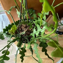 エピフィラム　アングリガーの画像