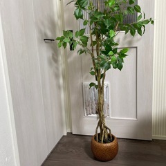 フェイクグリーンの画像