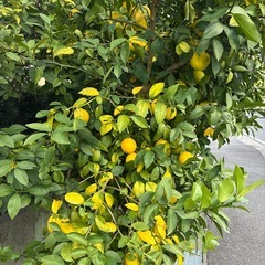 レモン1こ50円の画像