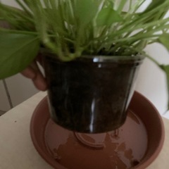 観葉植物　ポトスライムの画像