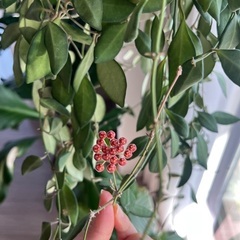 ホヤ　ザンバレスの画像