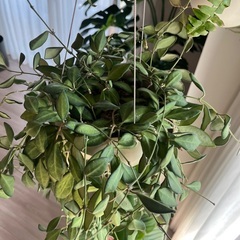 ホヤ　ザンバレスの画像