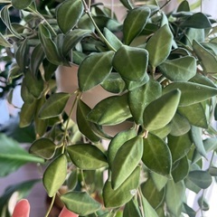 ホヤ　ザンバレスの画像