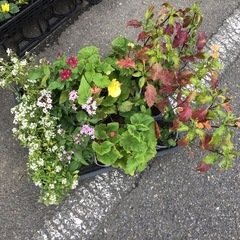 鉢花詰め合わせの画像