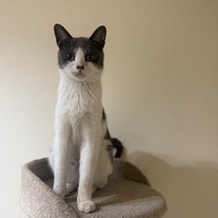 グレー白のハチワレ【里親様募集】