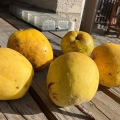 花梨の実の画像