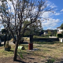 花梨の実の画像