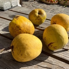 花梨の実の画像