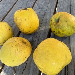 花梨の実の画像