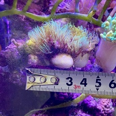 スターポリプ　ロングポリプ　メタリックグリーン③の画像