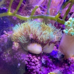 スターポリプ　ロングポリプ　メタリックグリーン③の画像