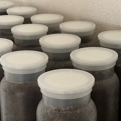 カブトムシ幼虫の画像