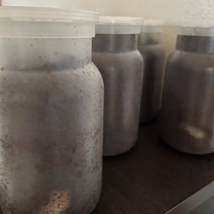 カブトムシ幼虫の画像