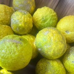 早い者勝ち♥️ ゆず 50個 ①の画像