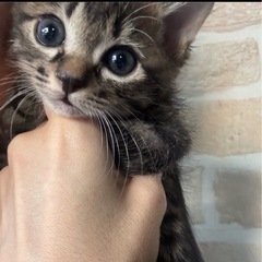 ミルクから育てた子達🐱子猫だらけの里親会に参加します