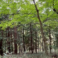 No.D755【長野県茅野市金沢】土地（先祖から相続した山林・原...