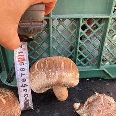 原木椎茸　　新田丸　あまりお店では見かけない品種　240号　324号の画像