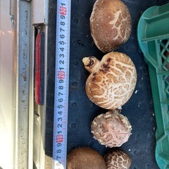 原木椎茸　　新田丸　あまりお店では見かけない品種　240号　324号の画像