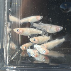 🉐配送可能❗️フラミンゴ25匹➕α選別外の画像