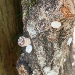 原木椎茸　　新田丸　あまりお店では見かけない品種　240号　324号の画像