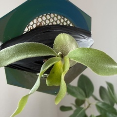 ピューチャン　コンパクトの画像