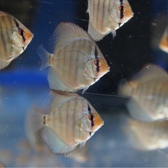 国産ドイツコバルトターコイズ　自家繁殖　4.5センチ〜 1 匹   大阪市中央区② 　※地方発送可の画像