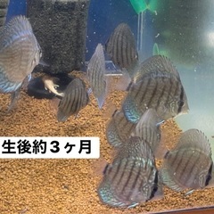 国産ドイツコバルトターコイズ　自家繁殖　4.5センチ〜 1 匹   大阪市中央区② 　※地方発送可の画像