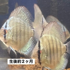 国産ドイツコバルトターコイズ　自家繁殖　4.5センチ〜 1 匹   大阪市中央区② 　※地方発送可の画像