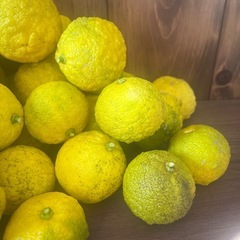 残りわずか♥️ 柚 50個 ②の画像