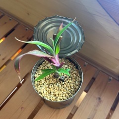 ガーデニングの画像