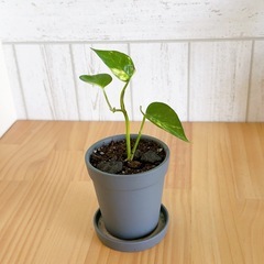 【11/16までの引取】観葉植物 ポトス 鉢付き　3個セットの画像