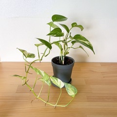 【11/16までの引取】観葉植物 ポトス 鉢付き　3個セットの画像