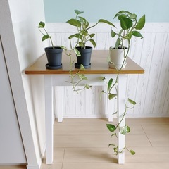 【11/16までの引取】観葉植物 ポトス 鉢付き　3個セットの画像