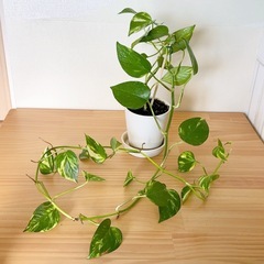 【11/16までの引取】観葉植物 ポトス 鉢付き　3個セットの画像