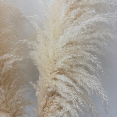 パンパス　ドライフラワー　の画像