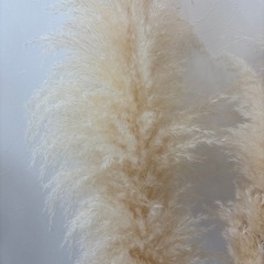 パンパス　ドライフラワー　の画像