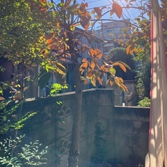 庭に実った柿貰ってください！の画像