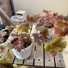 ヒューケラ　バターラムの画像