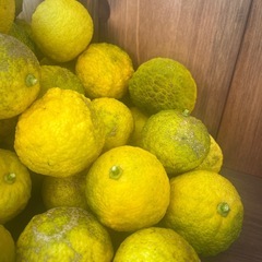 早い者勝ち♥️ 柚 65個 ③の画像