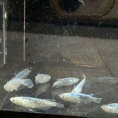 メダカ　輝黒龍　5匹セット　1500円　1名様限定の画像